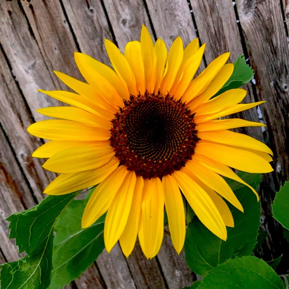 Meet your Posher, Haylee